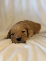 Jack, a male Miniature Goldendoodle for sale in Shelbina, MO – 1 of 7