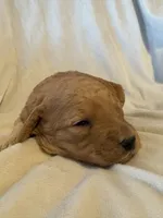 Jack, a male Miniature Goldendoodle for sale in Shelbina, MO – 3 of 7