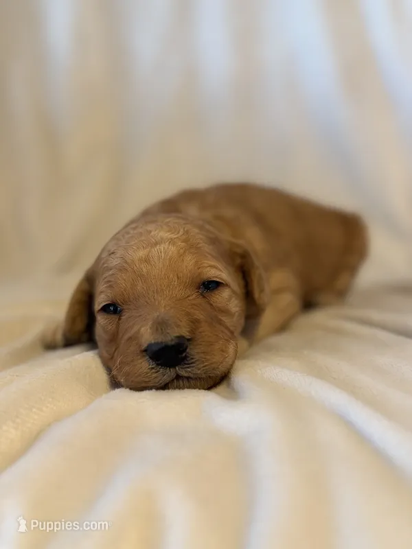 Mack  – Miniature Goldendoodle puppy for sale in Shelbina, MO