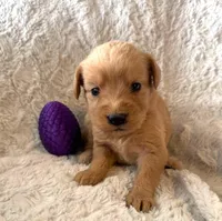 SADIE, a female Labradoodle for sale in Shelbina, MO – Photo 1 of 2