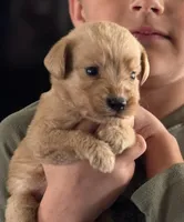 SADIE, a female Labradoodle for sale in Shelbina, MO – Photo 2 of 2