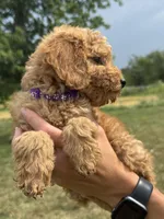 Purple F1B Girl, a female Miniature Goldendoodle for sale in Shelbina, MO – 6 of 6