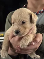 OAKLEY, a female Labradoodle for sale in Shelbina, MO – Photo 1 of 2