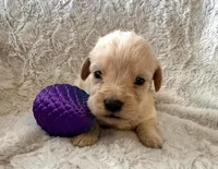 OAKLEY, a female Labradoodle for sale in Shelbina, MO – Photo 2 of 2