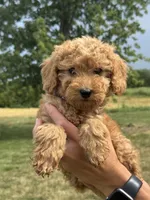 Purple F1B Girl, a female Miniature Goldendoodle for sale in Shelbina, MO – 2 of 6