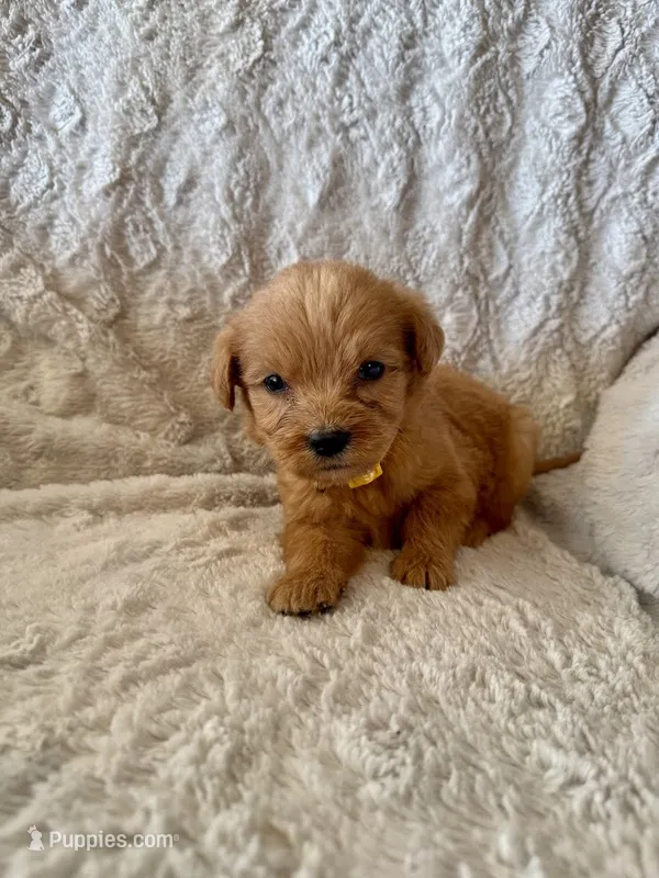 YELLOW BOY - F1B – Miniature Goldendoodle puppy for sale in Shelbina, MO