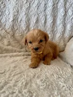 YELLOW BOY - F1B, a male Miniature Goldendoodle for sale in Shelbina, MO – 1 of 1
