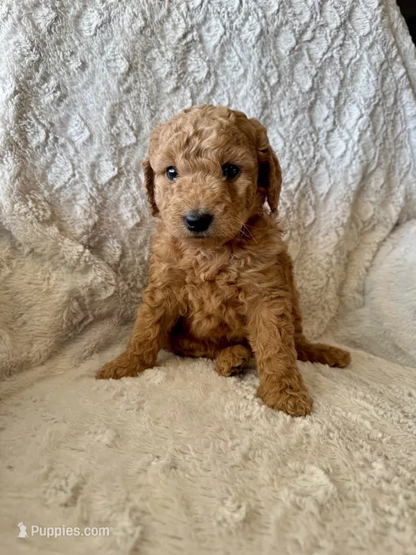 PINK GIRL - F1B – Miniature Goldendoodle puppy for sale in Shelbina, MO