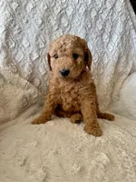 PINK GIRL - F1B, a female Miniature Goldendoodle for sale in Shelbina, MO – 1 of 1