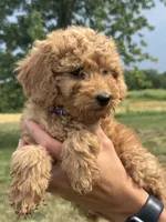 Purple F1B Girl, a female Miniature Goldendoodle for sale in Shelbina, MO – 5 of 6