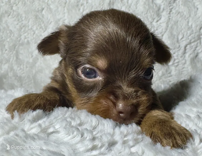 TAYLOR - GIRL – Yorkshire Terrier puppy for sale in Shelbina, MO
