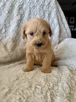 GREEN BOY - F1B, a male Miniature Goldendoodle for sale in Shelbina, MO – 1 of 1