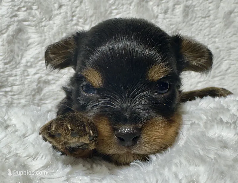 MISSY MAY - GIRL – Yorkshire Terrier puppy for sale in Shelbina, MO