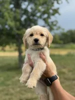 DARK GREEN, a female Miniature Goldendoodle for sale in Shelbina, MO – 1 of 6