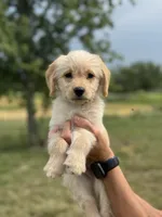 DARK GREEN, a female Miniature Goldendoodle for sale in Shelbina, MO – 3 of 6