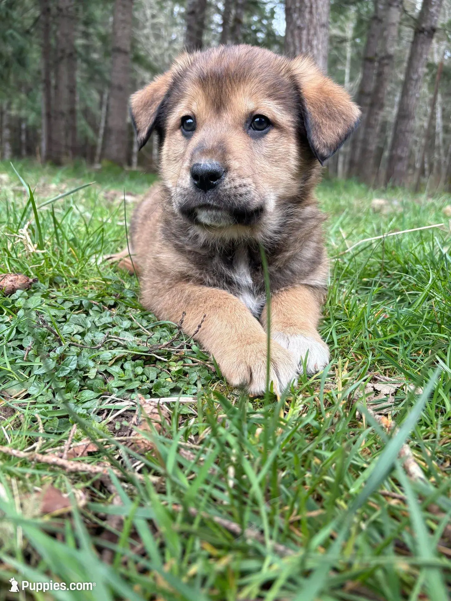 Male 1 – Great Pyrenees, Rottweiler puppy for sale in Chimacum, WA