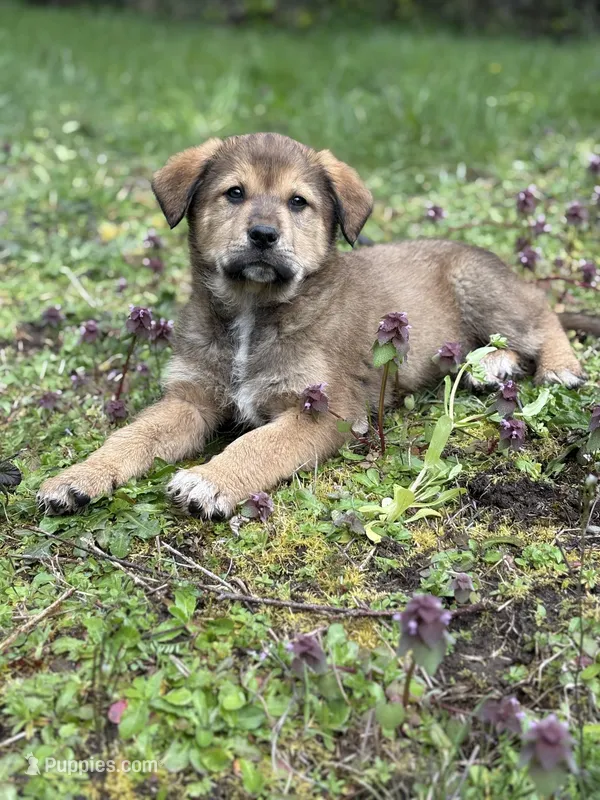 Male 1 – Great Pyrenees, Rottweiler puppy for sale in Chimacum, WA