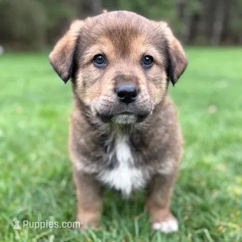 Male 1 – Great Pyrenees, Rottweiler puppy for sale in Chimacum, WA