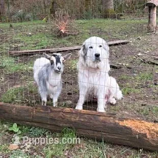 Male 1, a male Great Pyrenees and Rottweiler for sale in Chimacum, WA – Photo 3 of 5