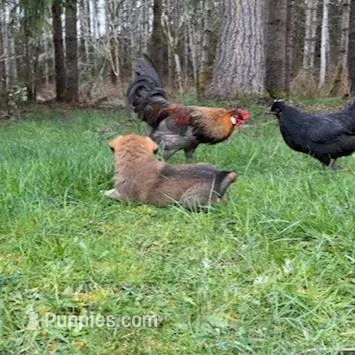 Male 1, a male Great Pyrenees and Rottweiler for sale in Chimacum, WA – Photo 5 of 5