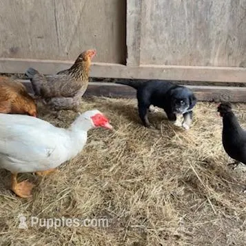 Female 1, a male Great Pyrenees and Rottweiler for sale in Chimacum, WA – Photo 2 of 5