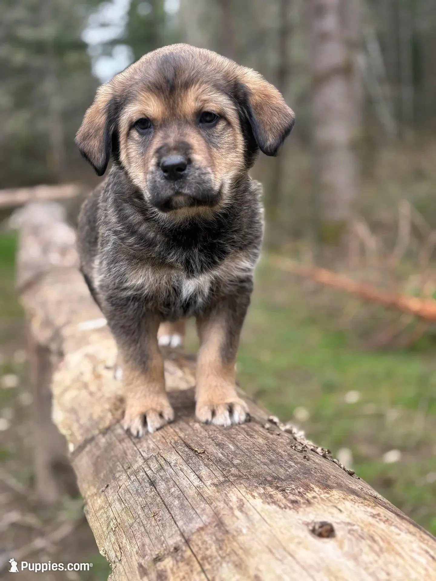 Female 1 – Great Pyrenees, Rottweiler puppy for sale in Chimacum, WA