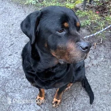 Female 1, a male Great Pyrenees and Rottweiler for sale in Chimacum, WA – Photo 4 of 5
