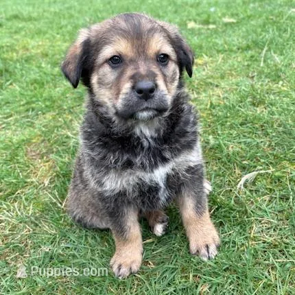 Female 1 – Great Pyrenees, Rottweiler puppy for sale in Chimacum, WA