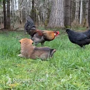 Female 1, a male Great Pyrenees and Rottweiler for sale in Chimacum, WA – Photo 3 of 5