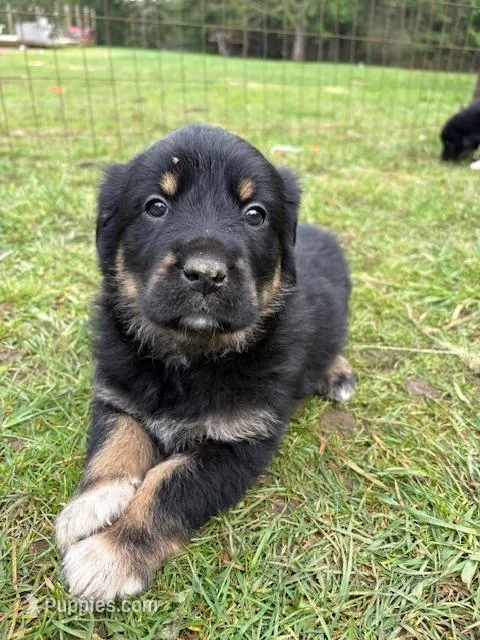 Male 2 – Great Pyrenees, Rottweiler puppy for sale in Chimacum, WA