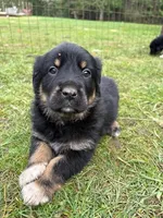 Male 2, a male Great Pyrenees and Rottweiler for sale in Chimacum, WA – Photo 1 of 5