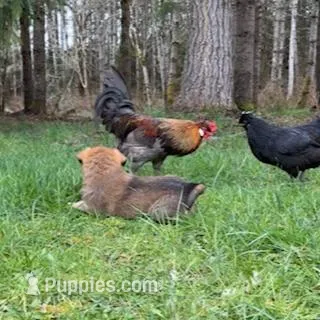 Male 2, a male Great Pyrenees and Rottweiler for sale in Chimacum, WA – Photo 3 of 5