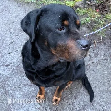 Male 2, a male Great Pyrenees and Rottweiler for sale in Chimacum, WA – Photo 4 of 5