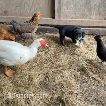 Male 2, a male Great Pyrenees and Rottweiler for sale in Chimacum, WA – Photo 2 of 5