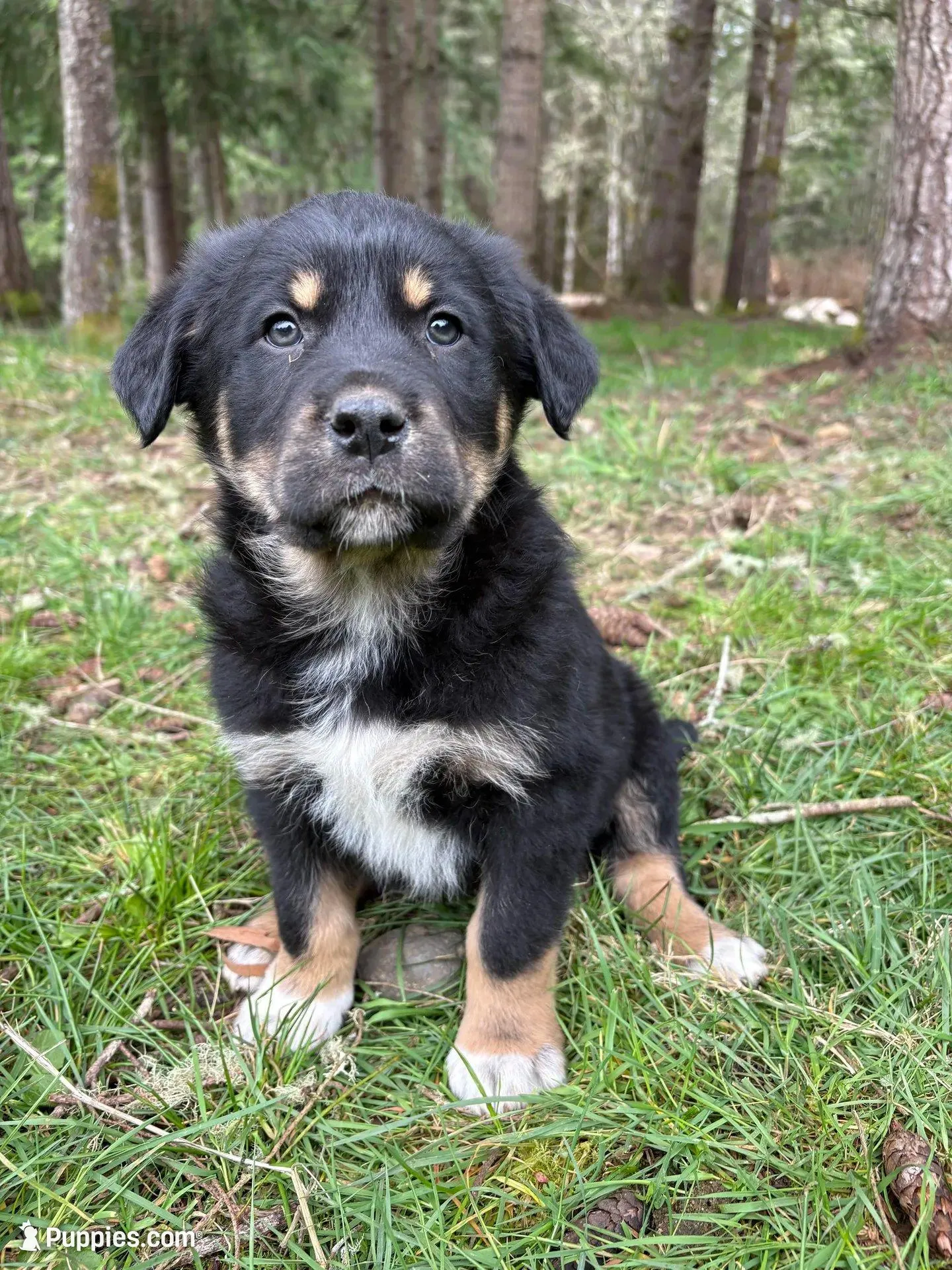Male 2 – Great Pyrenees, Rottweiler puppy for sale in Chimacum, WA