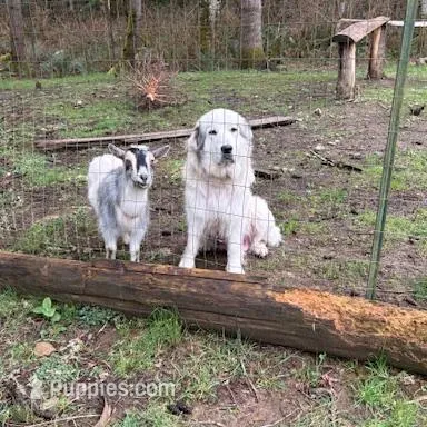 Female 2, a male Great Pyrenees and Rottweiler for sale in Chimacum, WA – Photo 5 of 5