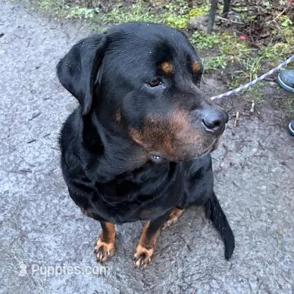 Female 2, a male Great Pyrenees and Rottweiler for sale in Chimacum, WA – Photo 4 of 5
