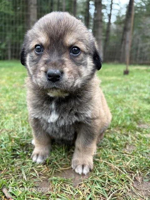 Female 2 – Great Pyrenees, Rottweiler puppy for sale in Chimacum, WA