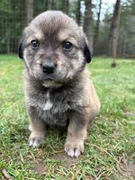 Female 2, a male Great Pyrenees and Rottweiler for sale in Chimacum, WA – Photo 1 of 5