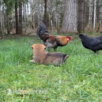 Female 2, a male Great Pyrenees and Rottweiler for sale in Chimacum, WA – Photo 3 of 5