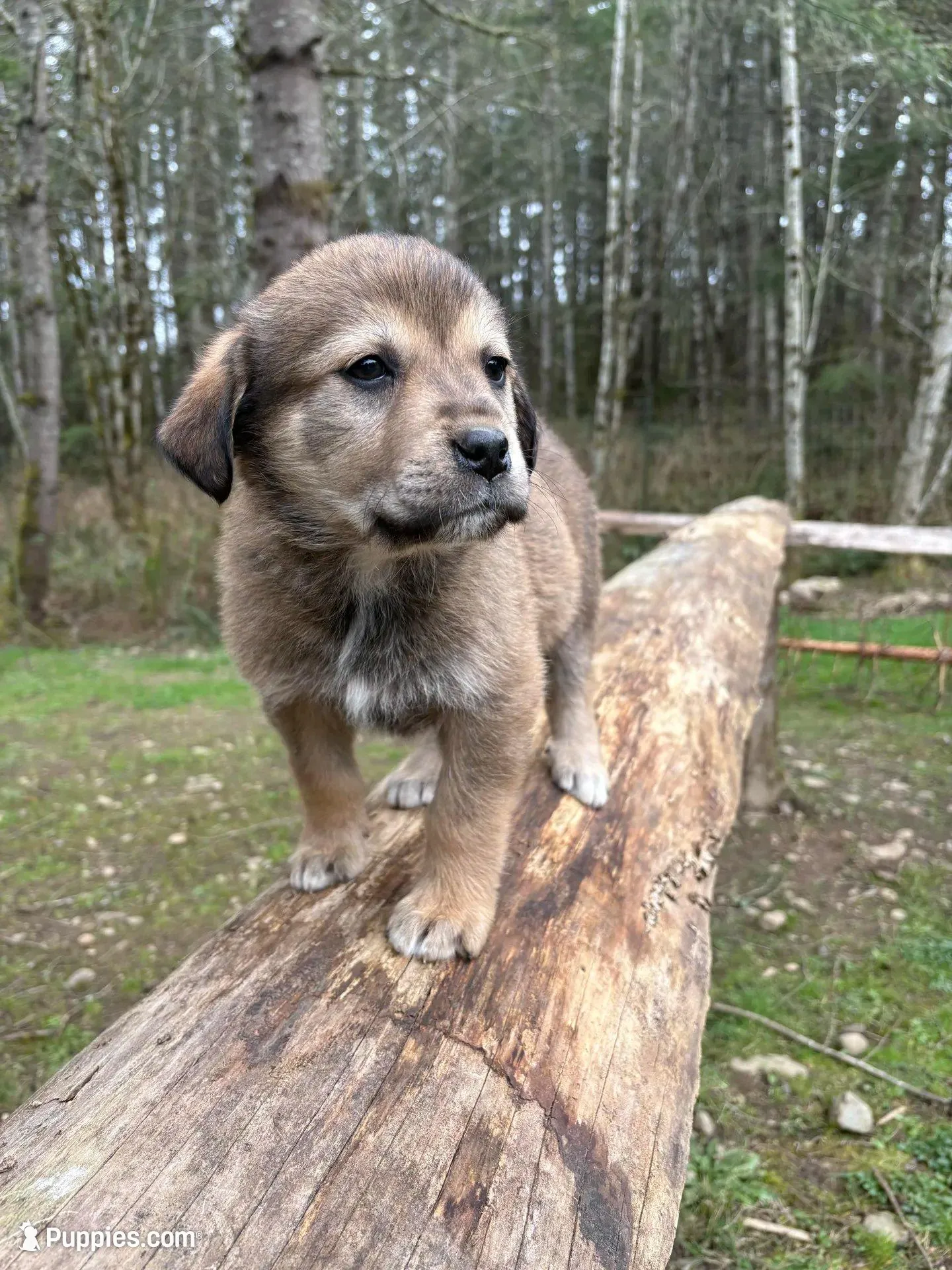 Female 2 – Great Pyrenees, Rottweiler puppy for sale in Chimacum, WA