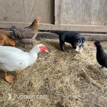 Female 2, a male Great Pyrenees and Rottweiler for sale in Chimacum, WA – Photo 2 of 5