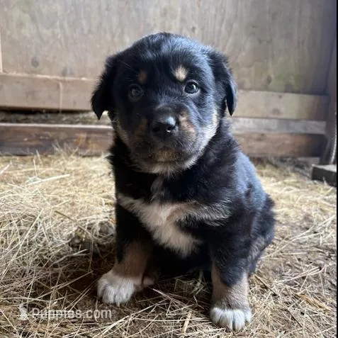 Male 3 – Great Pyrenees, Rottweiler puppy for sale in Chimacum, WA