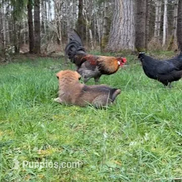 Male 3, a male Great Pyrenees and Rottweiler for sale in Chimacum, WA – Photo 3 of 5