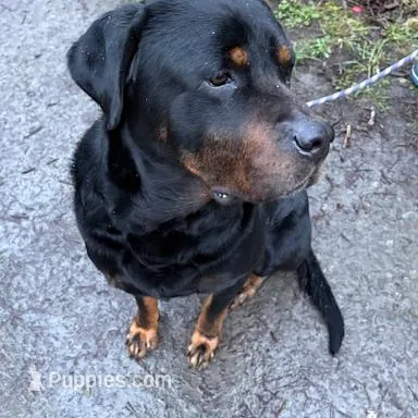 Male 3, a male Great Pyrenees and Rottweiler for sale in Chimacum, WA – Photo 4 of 5