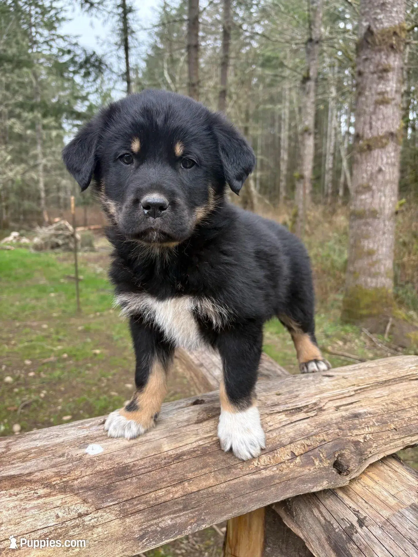 Male 3 – Great Pyrenees, Rottweiler puppy for sale in Chimacum, WA