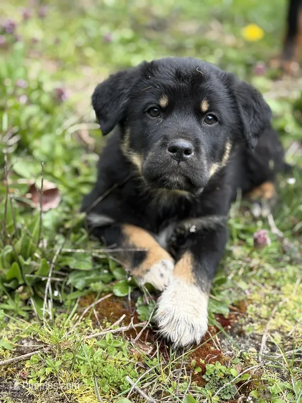 Male 3 – Great Pyrenees, Rottweiler puppy for sale in Chimacum, WA