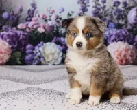 Ronnie, a male Miniature Australian Shepherd for sale in Millersburg, OH – 2 of 5