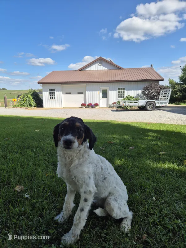 Everly  – Miniature Bernedoodle puppy for sale in Millersburg, OH