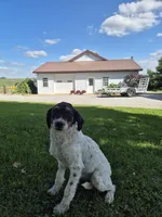 Everly , a female Miniature Bernedoodle for sale in Millersburg, OH – 1 of 3